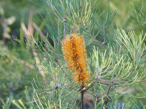 Banksia spinulosa