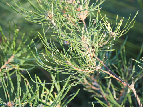 Banksia spinulosa