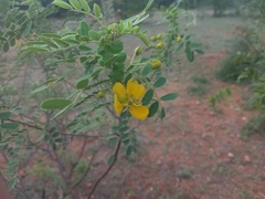 Senna auriculata