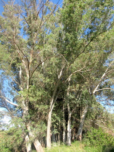 Avistamiento Eucalyptus camaldulensis
