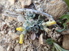 Physaria kingii kingii