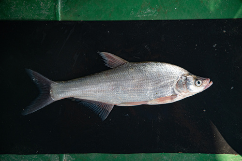 Humpback predatory carp (Chanodichthys dabryi) — Cyprinidae