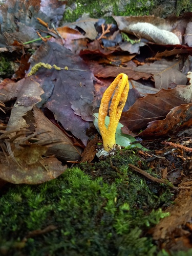 Pseudocolus fusiformis