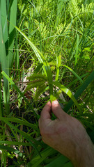 Carex comosa