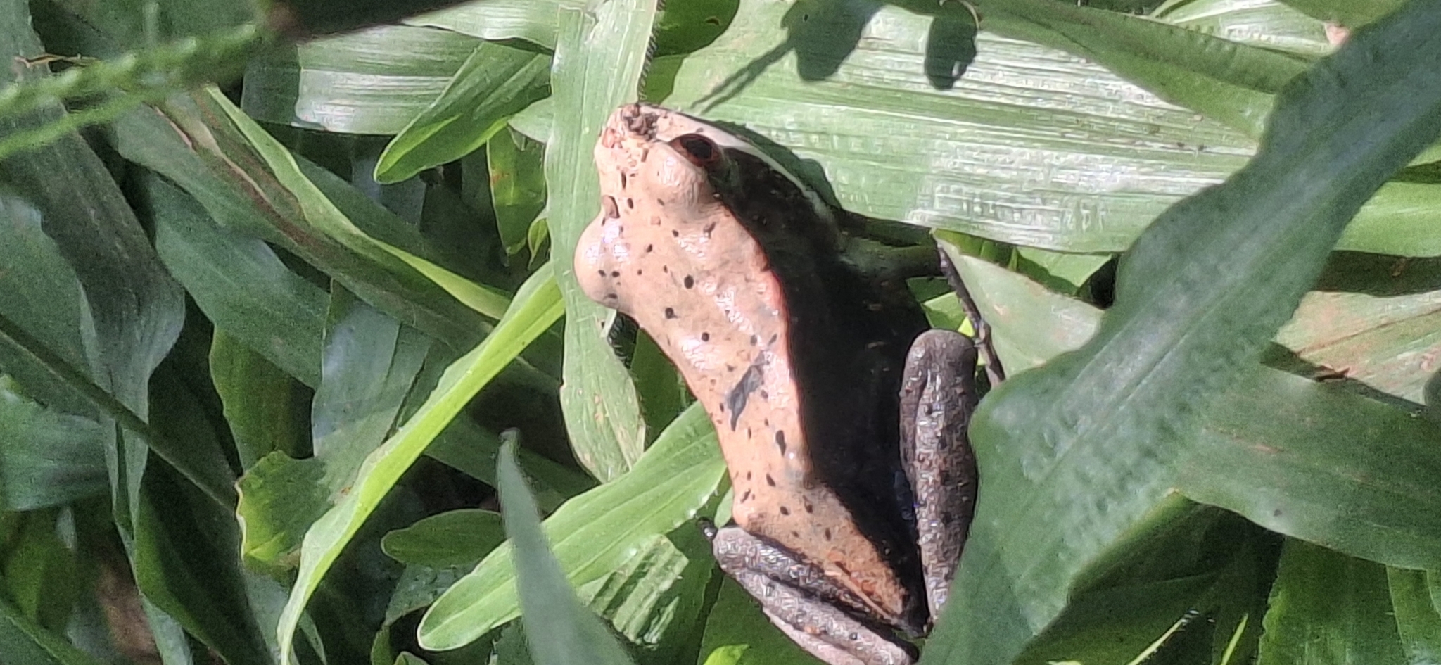 Biocoloured Forest Frog