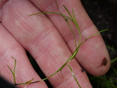 Schoenus maschalinus