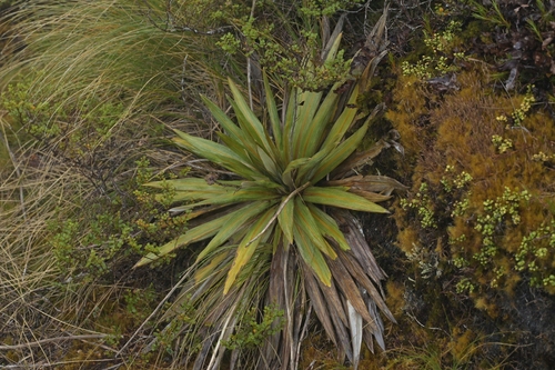Fiordland Mountain Daisy (Celmisia coriacea)