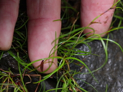 Schoenus maschalinus