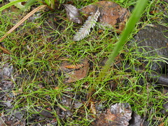 Schoenus maschalinus