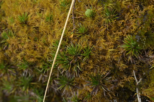 Image of Needle-leaved Mountain Daisy by (c) Christopher Stephens, some rights reserved (CC BY-SA)