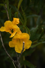 Tecoma stans angustata