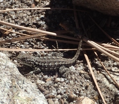 Sceloporus graciosus gracilis