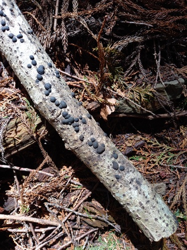 Annulohypoxylon truncatum