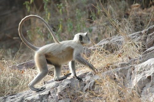 Bengal Sacred Langur, photo 8 of 10