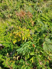 Thalictrum aquilegiifolium