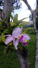 Cattleya