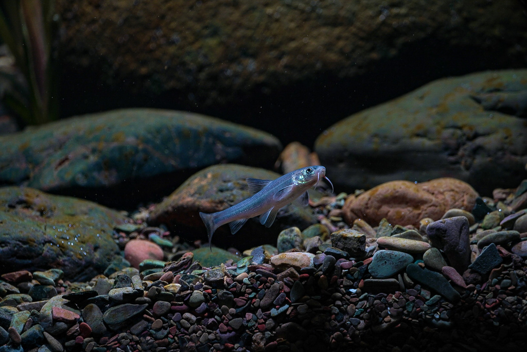Yangtze gudgeon (Coreius heterodon) — Cyprinidae