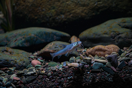 Yangtze gudgeon (Coreius heterodon) — Cyprinidae