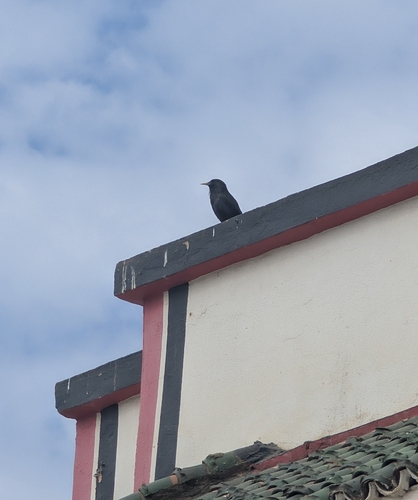 Spotless Starling