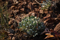 Eriogonum tenellum