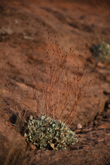 Eriogonum tenellum