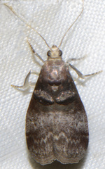 Acrobasis stigmella