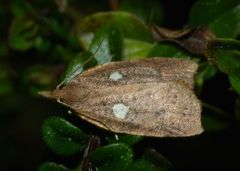 Planotortrix excessana