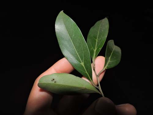 Ocotea porosa