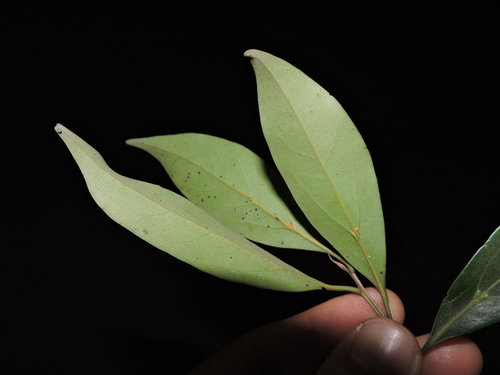 Image of Ocotea porosa by (c) Fabrício Mil Homens Riella, some rights reserved (CC BY)
