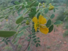 Senna auriculata