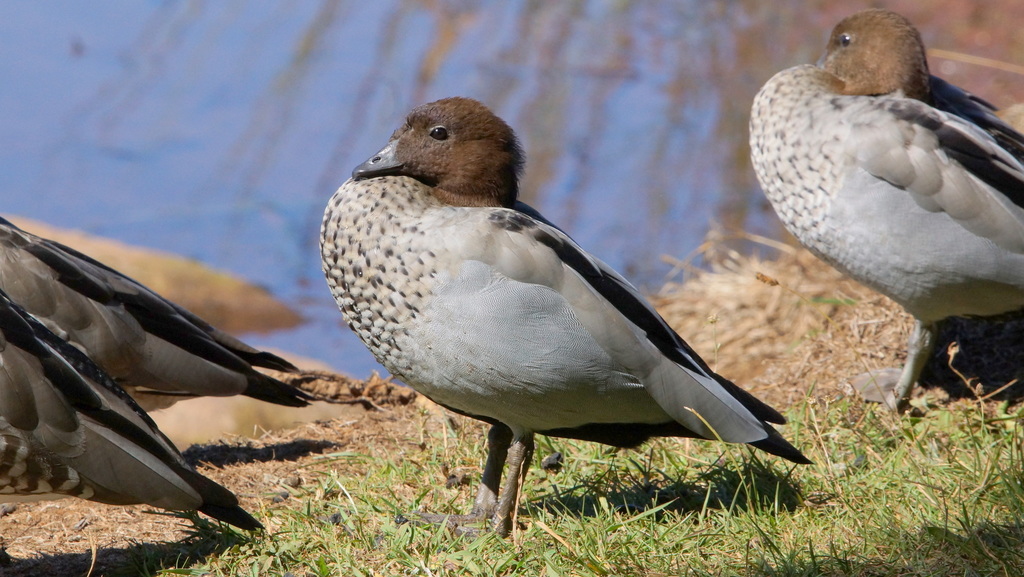 Maned Ducks