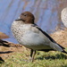 Maned Ducks - Photo (c) Ian Sutton, some rights reserved (CC BY-NC-SA)