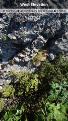 Heliosperma pusillum