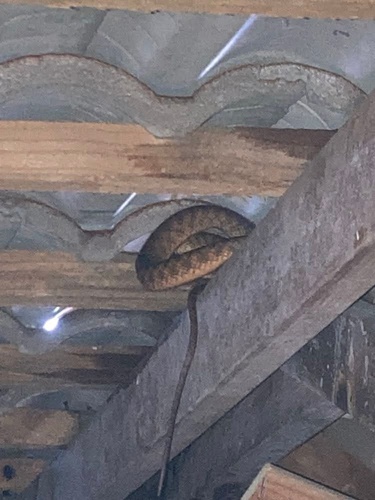 Brown Tree Snake sighting