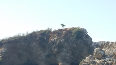 Malva assurgentiflora glabra