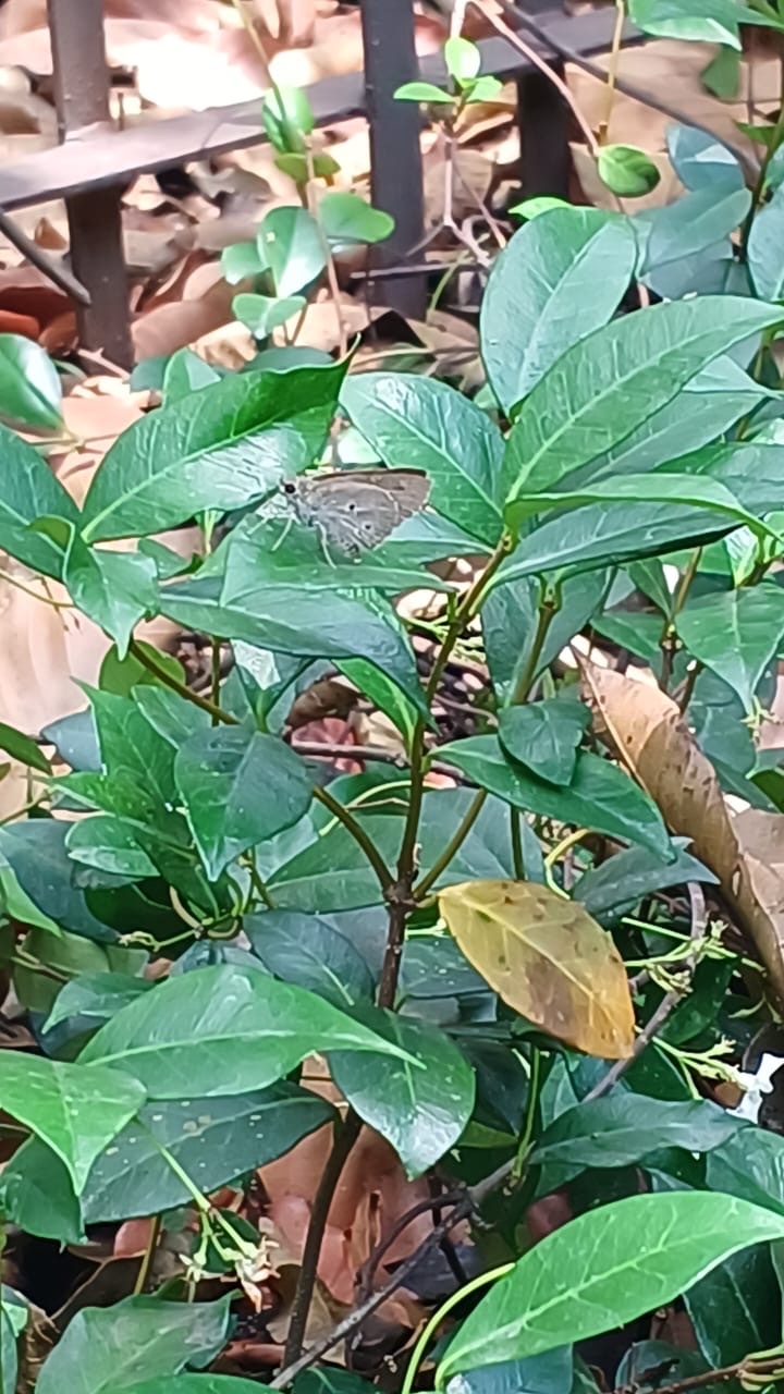 Oriental Palm Bob
