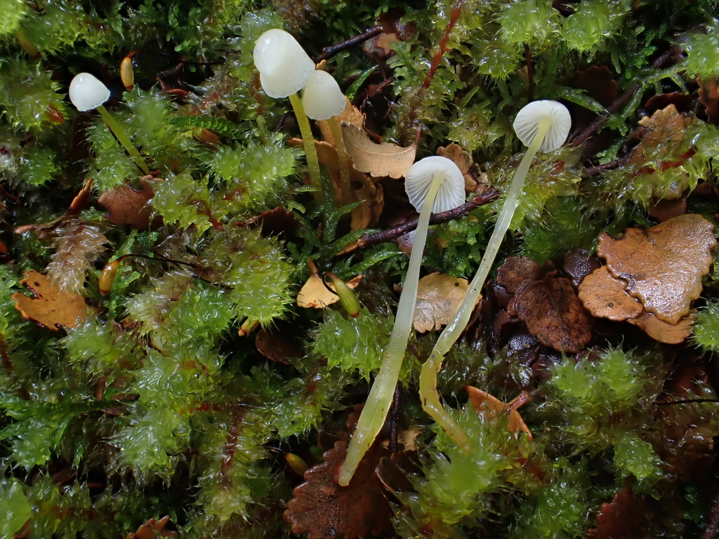 Mycena epipterygia · May 2025 · photo: © oqt (iNaturalist, cc-by)