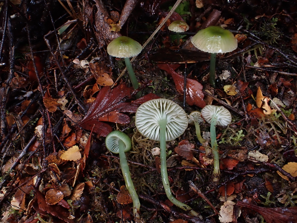 Gliophorus graminicolor · May 2025 · photo: © oqt (iNaturalist, cc-by)