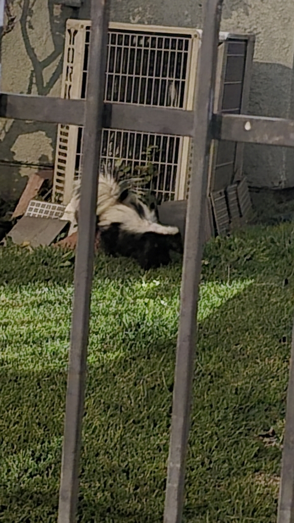 Southern California Striped Skunk