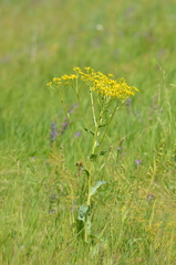 Senecio doria
