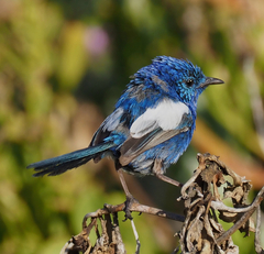 White-Winged Fairywren photo 4