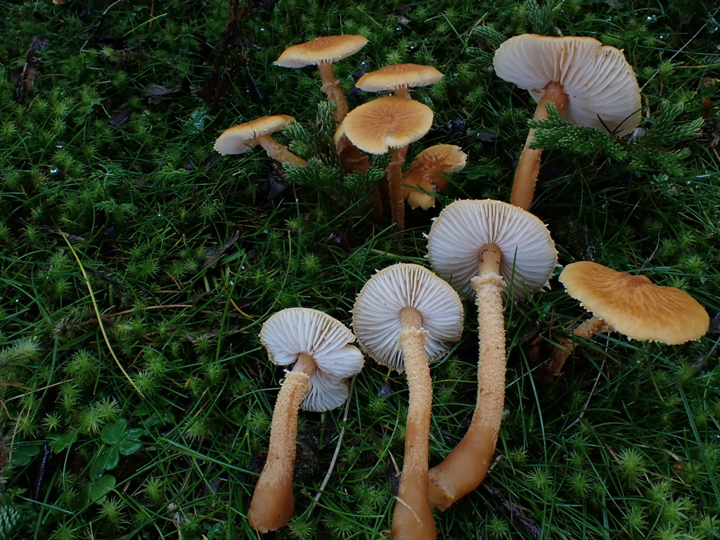 Cystoderma muscicola · May 2025 · photo: © oqt (iNaturalist, cc-by)
