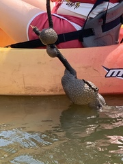 Pectinatella magnifica