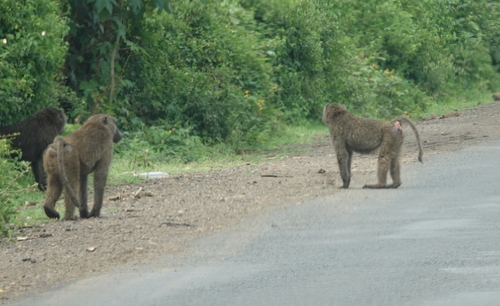 Olive Baboon