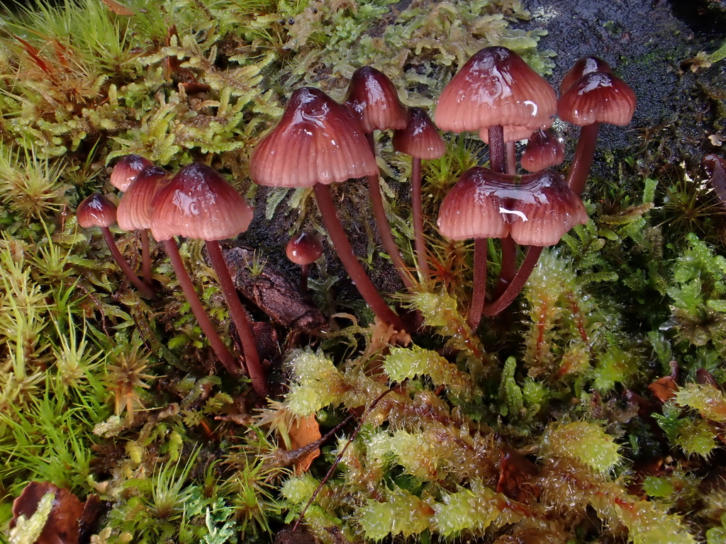 Mycena kuurkacea · May 2025 · photo: © oqt (iNaturalist, cc-by)