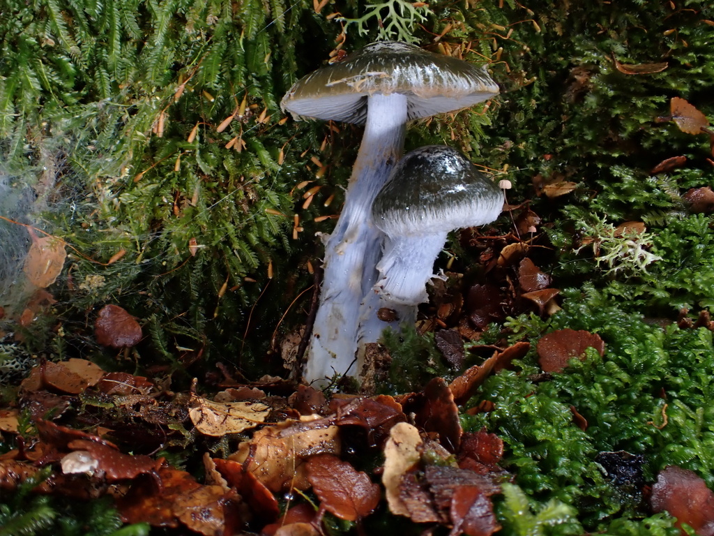 Thaxterogaster austrocyanites