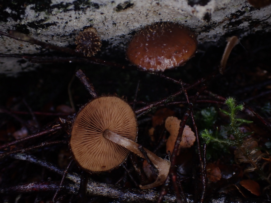 Psathyrella echinata · May 2025 · photo: © oqt (iNaturalist, cc-by)