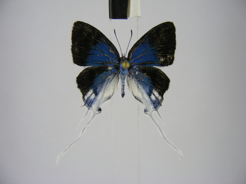 Fairy Hairstreak