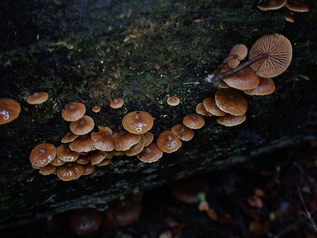 Kuehneromyces brunneoalbescens · May 2025 · photo: © oqt (iNaturalist, cc-by)