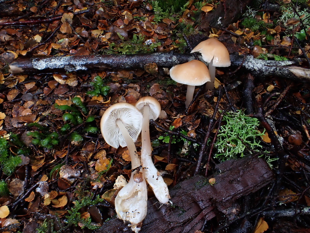 Rhodocollybia incarnata
